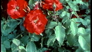 « Je m’en vais lire en refilmant »